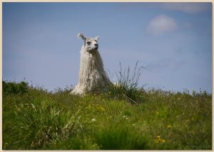 Alpaca in the grass