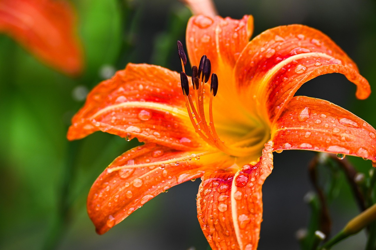Orange Lily flower