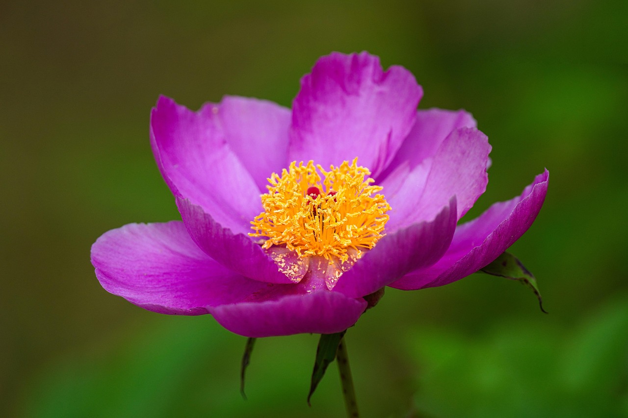 Peony flower